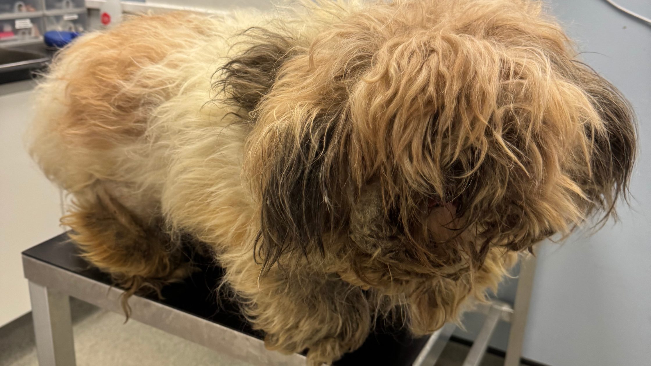 Dog from McIlroy case which had overgrown, matted fur