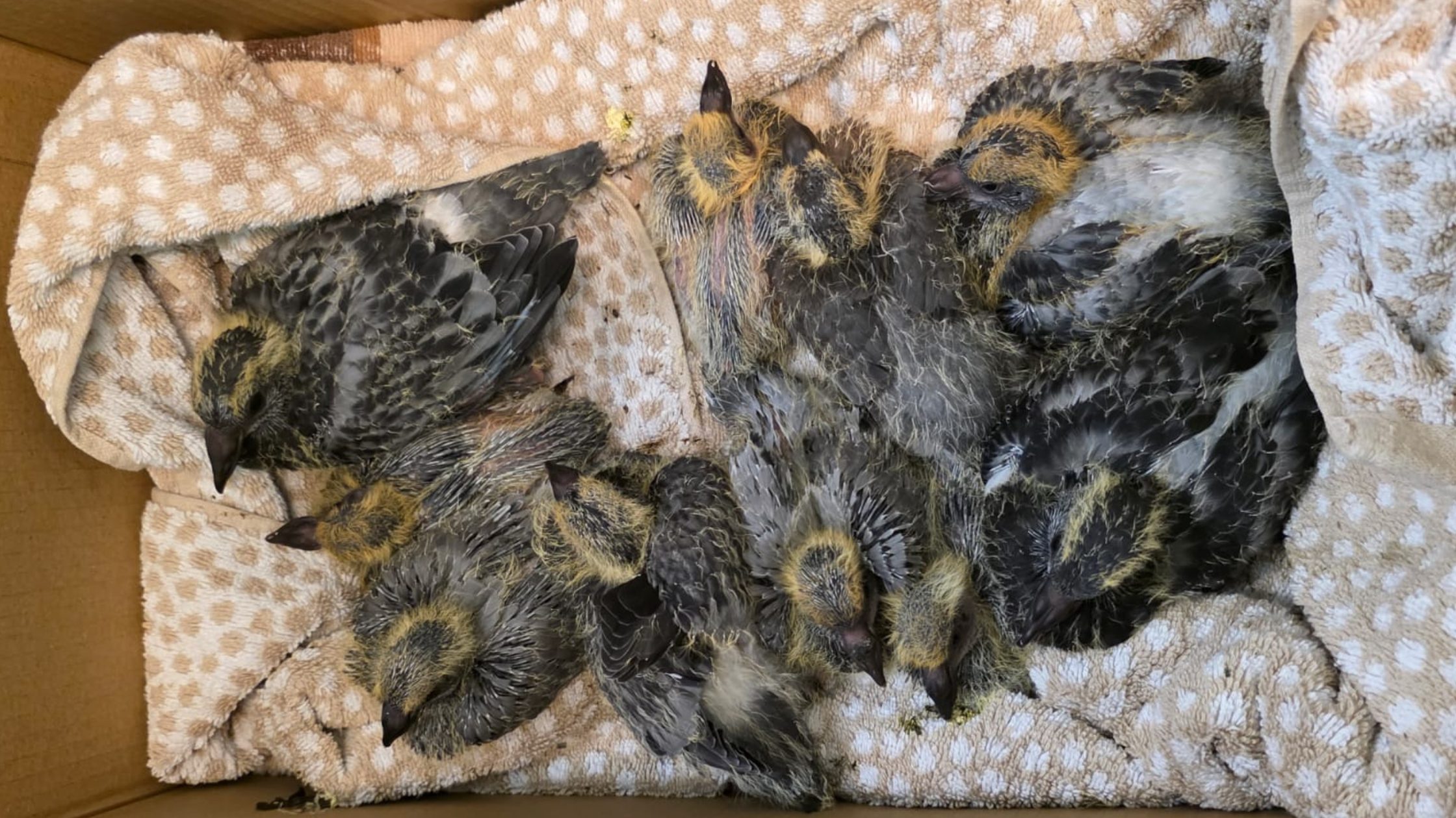 Baby pigeons in box