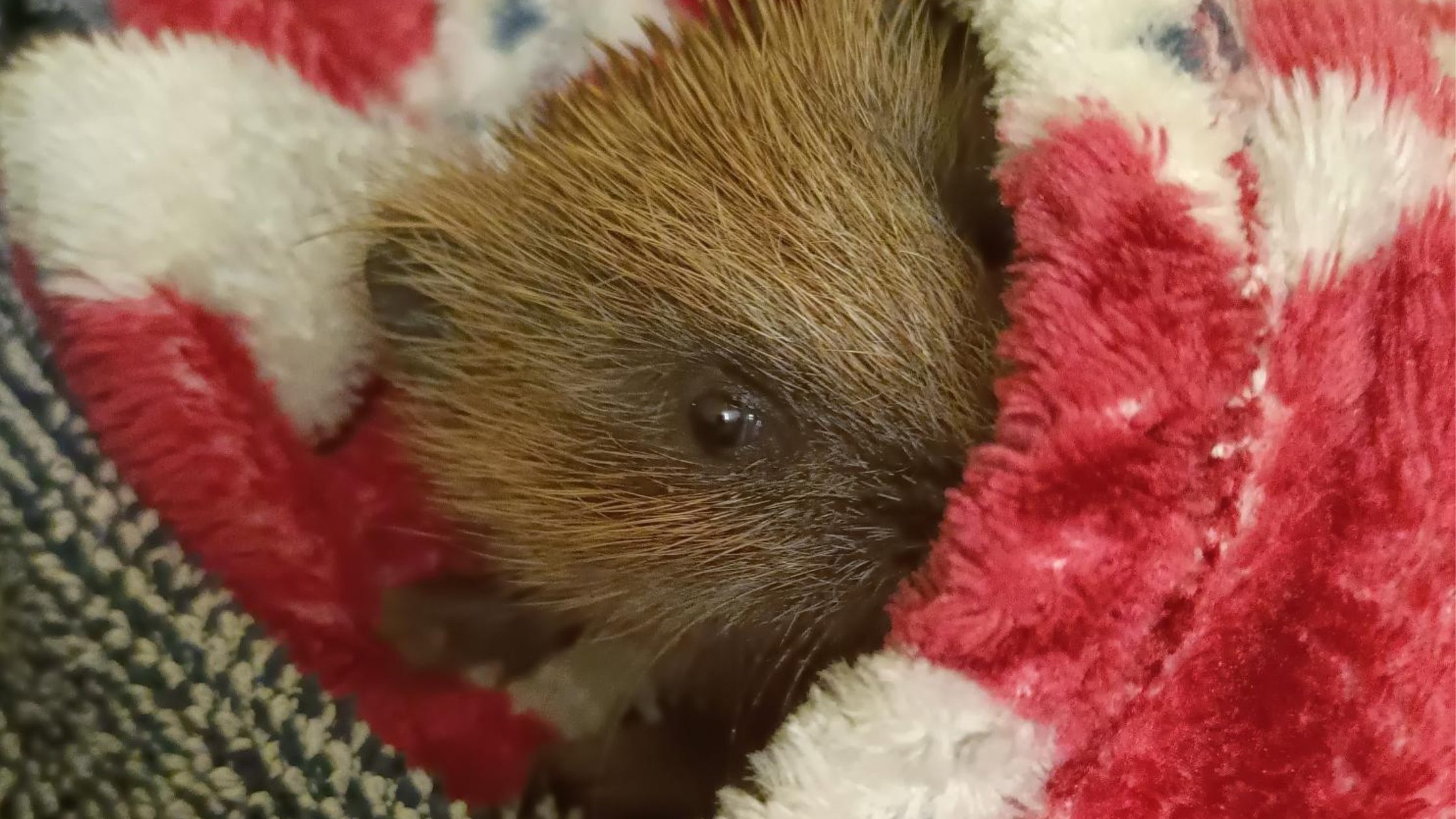 Hedgehog snuggled in blanket