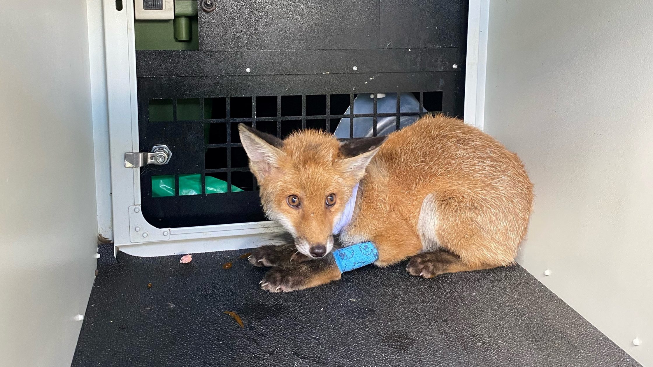 Fox in container with a bright blue bandage on its leg