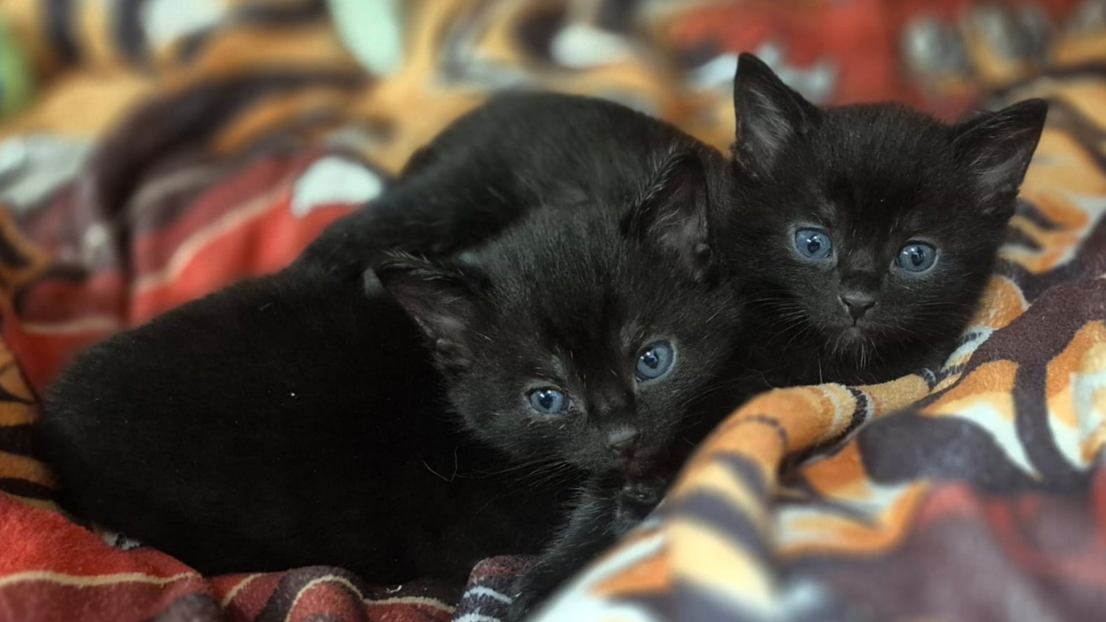 A couple of black kittens lying on a blanket