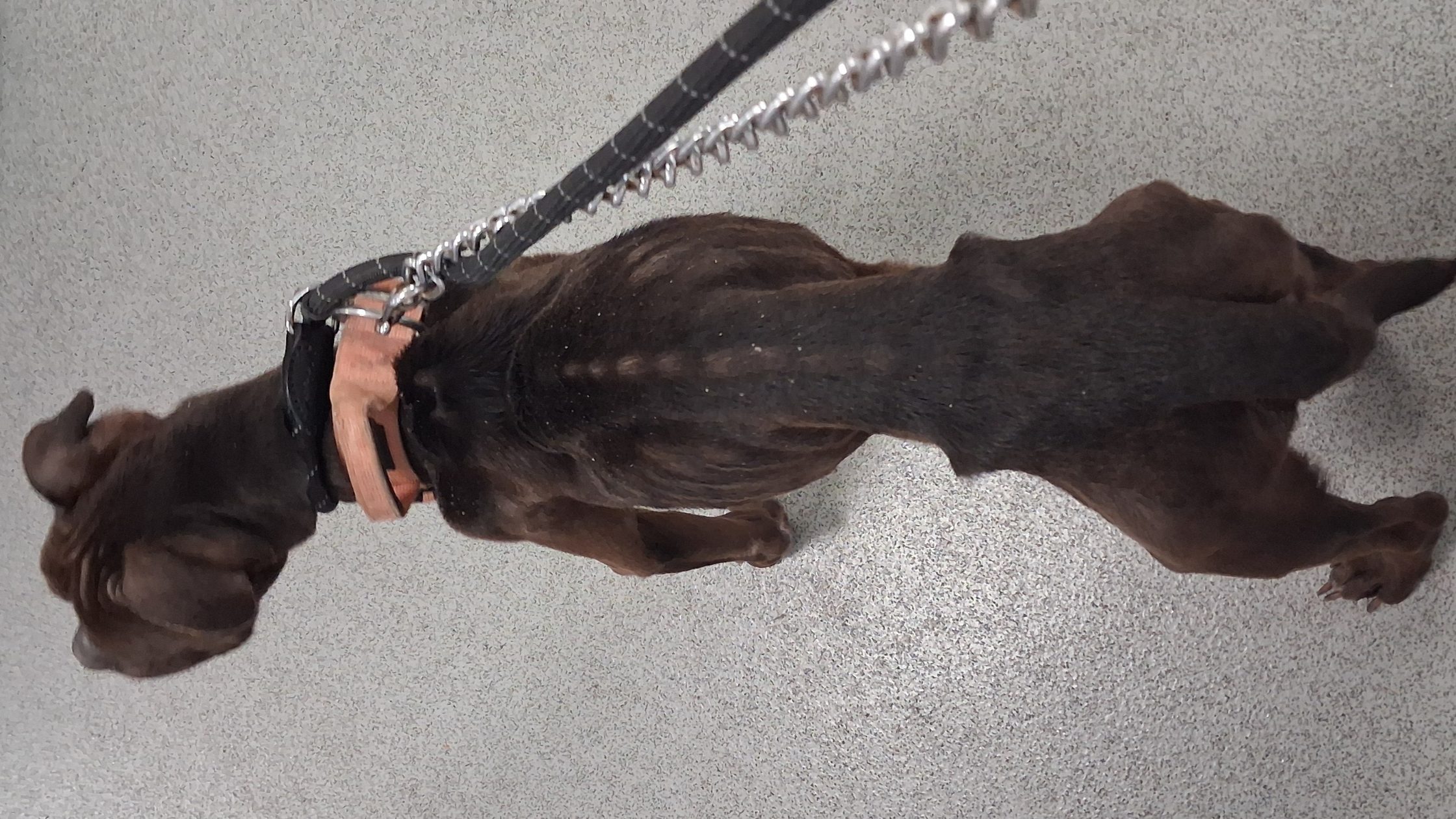 Emaciated dog on lead
