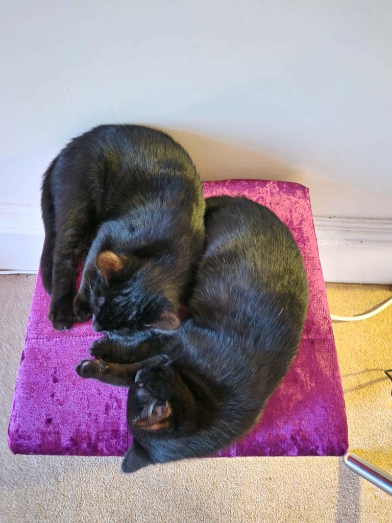 Two black kittens p[aying on a pink cat stand