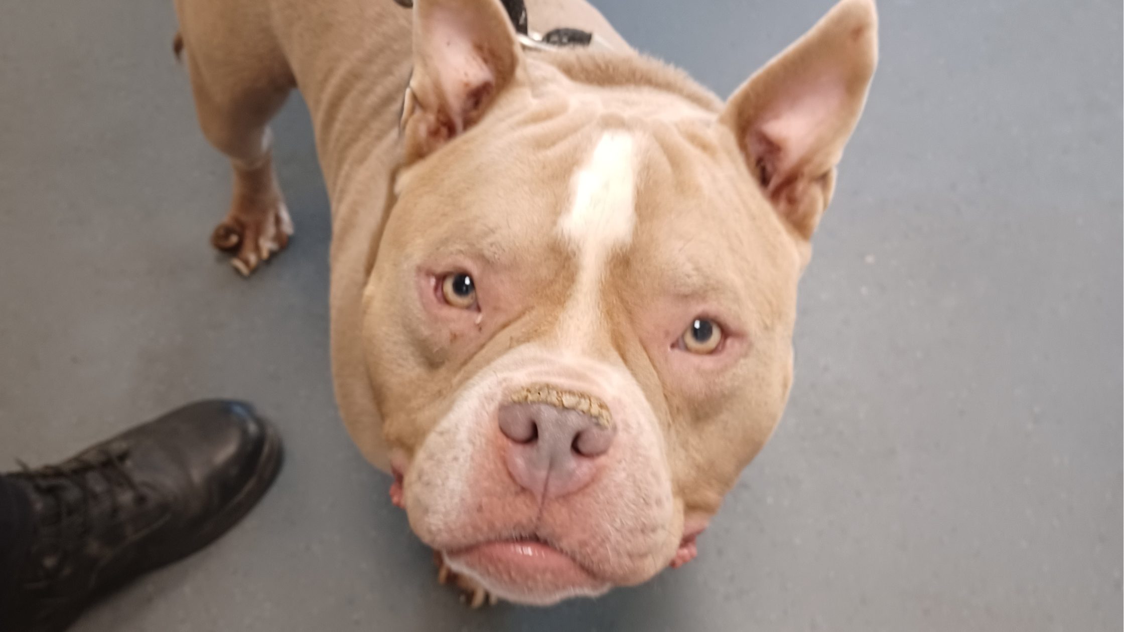 A pocket bully dog.