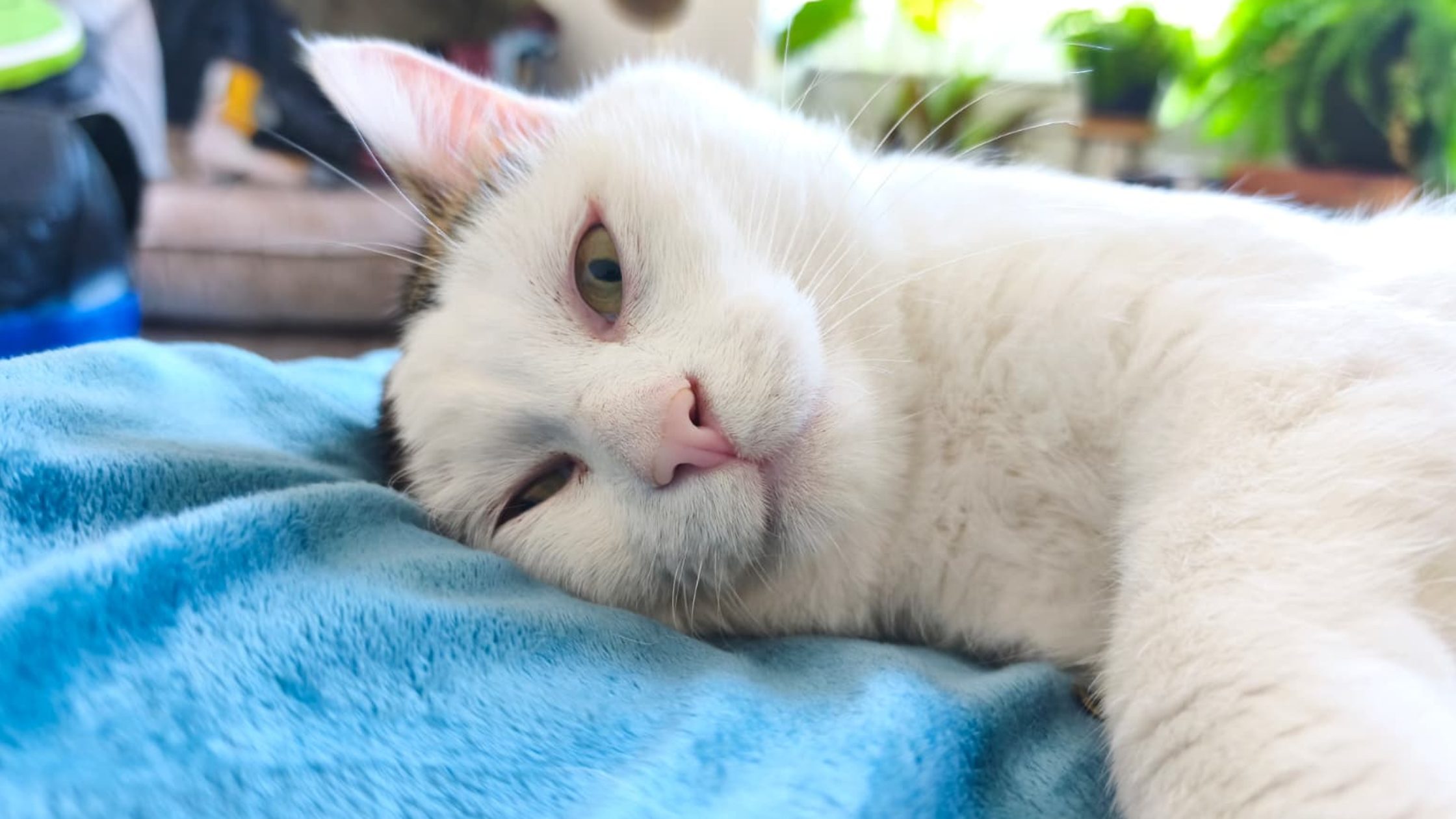 Picture of white cat with black ears lying down on blue blanket facing camera