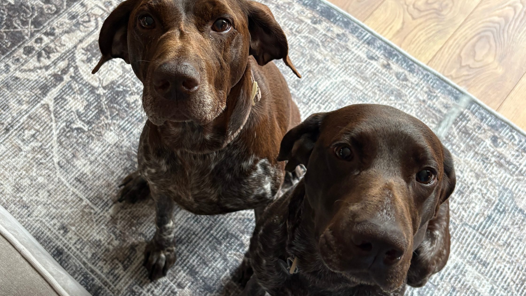Two brown pointer days for International Dog Day post