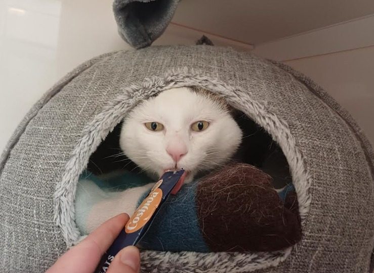Cat being fed fish paste in his cat bed