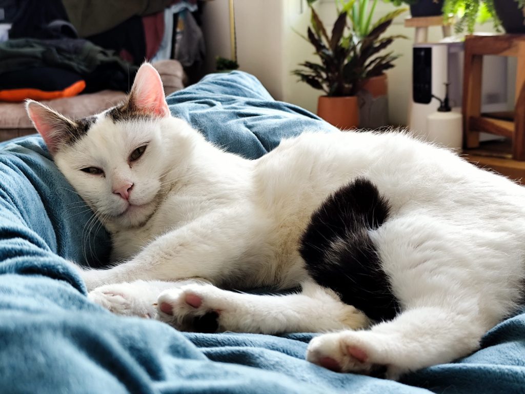 Cat lying down on blue duvet