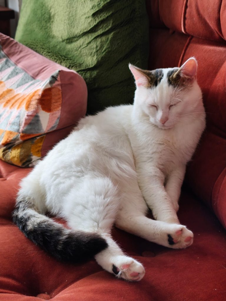 Cat sitting up on sofa