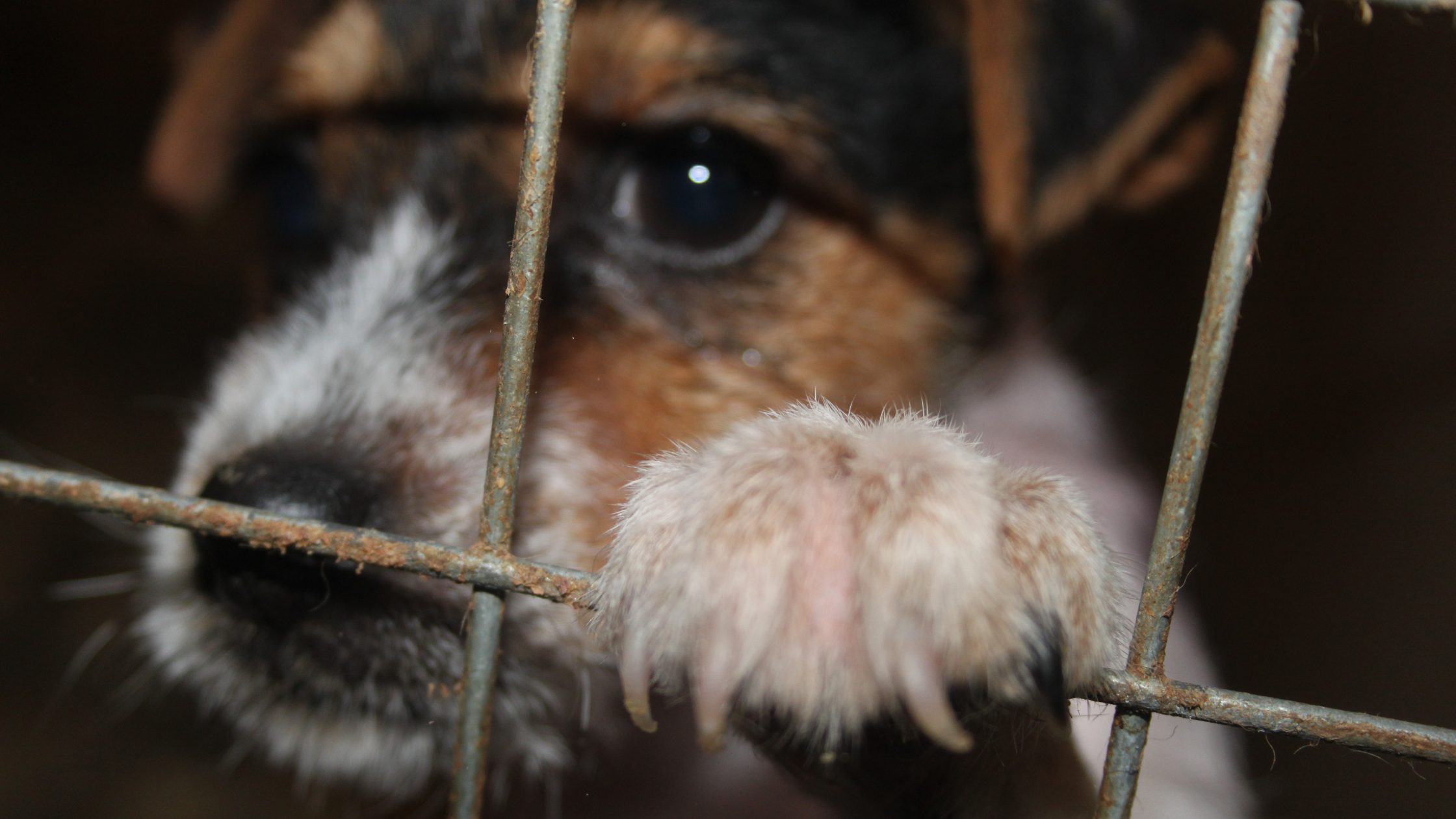 Puppy with paw on cage