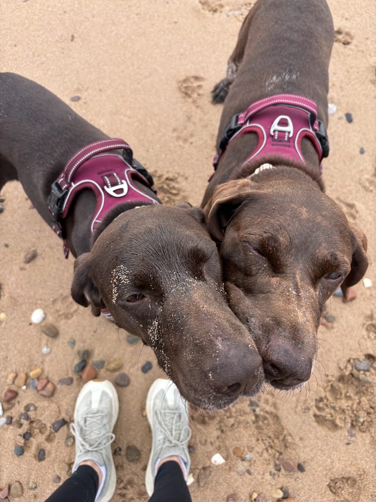 Two dogs on the beach
