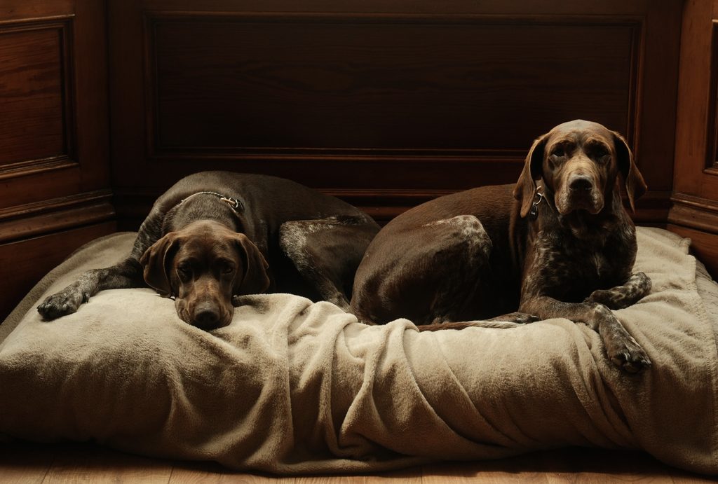 Two dogs on the bed