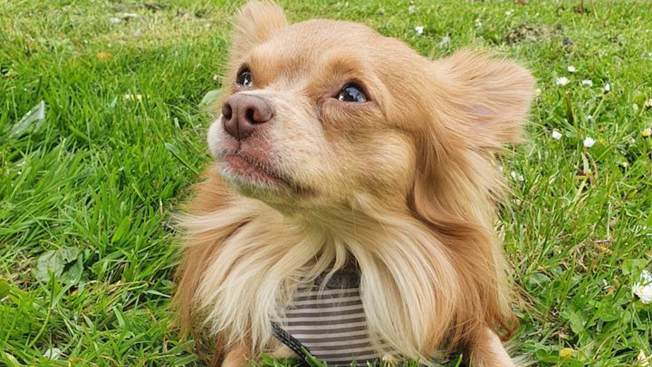 Small dog from Hagan case